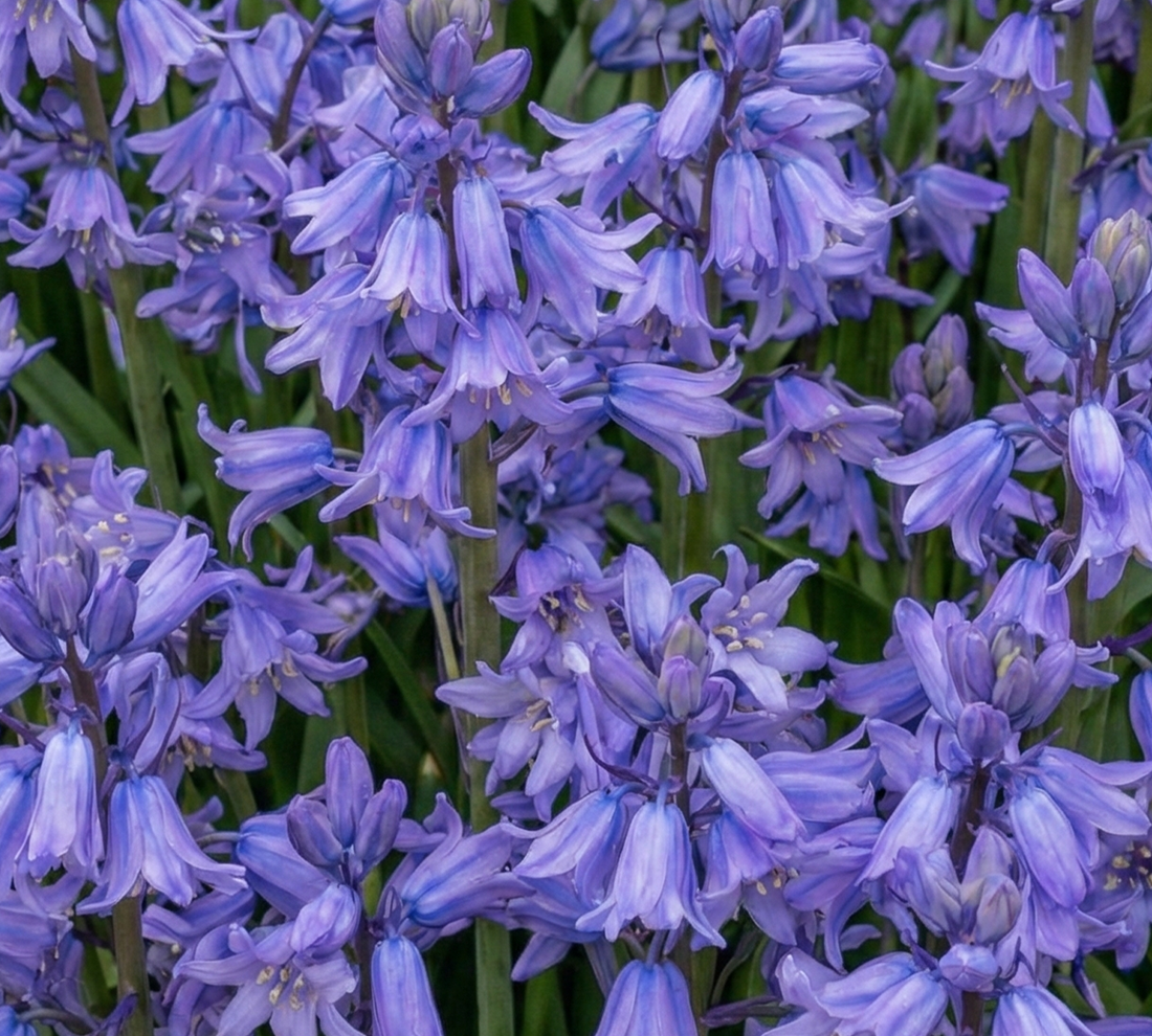 Allantoin
