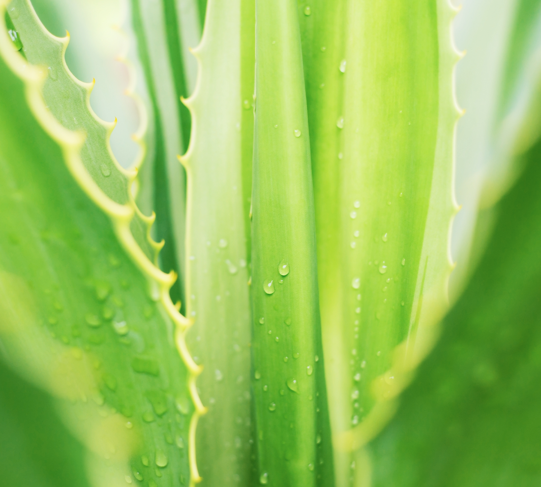 Aloe Vera Leaf Extract