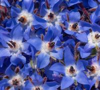 Borage Oil