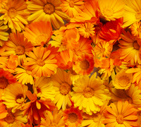 Calendula Oil