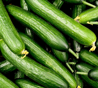Cucumber