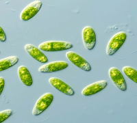 Dunaliella Algae