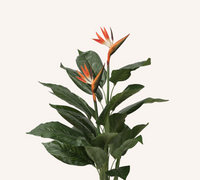 Giant Bird of Paradise