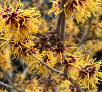 Hamamelis
