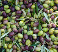 Olive Plant Extract