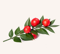 Ruscus Root Extract