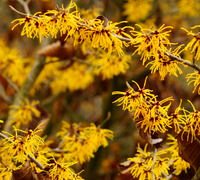 Witch Hazel Leaf