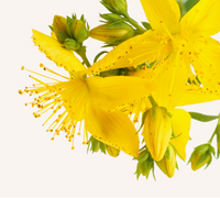St. John’s Wort Oil