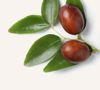 Jojoba Seed Oil